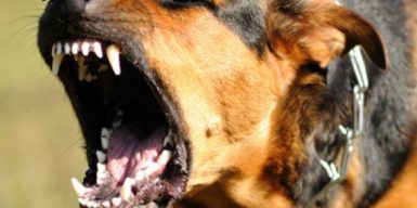В Днепре собаки из гастроинститута напали на прохожую: видео