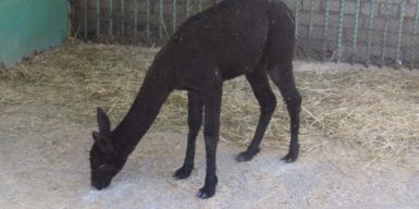 Бизнесмен из Днепра подарил Николаевскому зоопарку альпаку