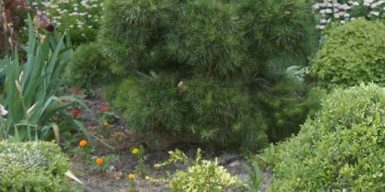 В ботаническом саду Днепра распустились первоцветы: фото