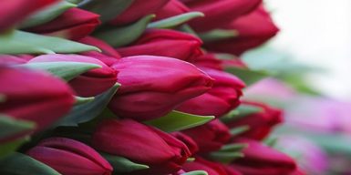 Днепрянок к 8 марта осыпят тысячами тюльпанов