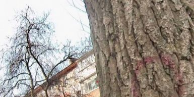 Когда в Днепре решат проблему с аварийными деревьями на проспекте Поля: видео