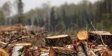 В Днепре вырубят 345 деревьев и посадят почти 1000 кустов