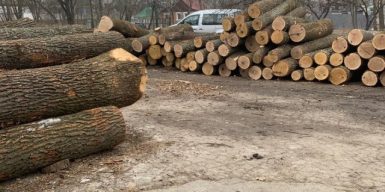 На Сумщині викрили масштабні оборудки з лісом: 7 керівників агролісгоспів підозрюються у корупції