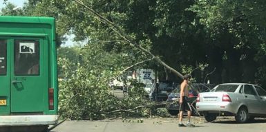 В Днепре упавшее дерево преградило дорогу: фото
