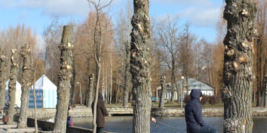 Мэра Днепра просят запретить обрезку деревьев под «столб»