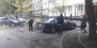 В Днепре упавшее дерево накрыло три машины сразу: фото