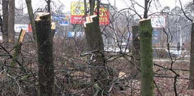 Выборочное омоложение: в Днепре добивались обрезки деревьев несколько месяцев (видео)