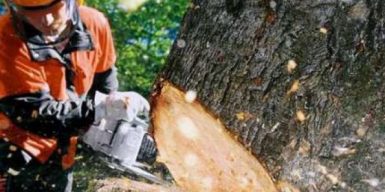 В Днепре потратят полтора миллиона на вырубку сухих деревьев в парках