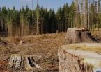 Київський чиновник нелегально вирубував ліс у Чорнобильський зоні