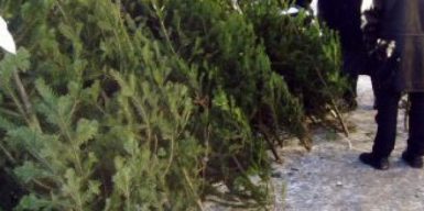 Сколько стоят новогодние елки в Днепре: обзор