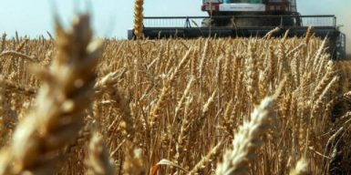Фермери Дніпропетровщини можуть отримати безкоштовне насіння озимих від міжнародних партнерів