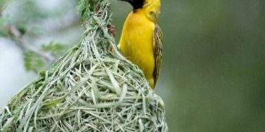 В Днепре хотят поселить птиц в искусственные гнезда