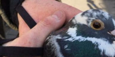 Минутка доброты: в Днепре спасатели освободили голубя (фото)