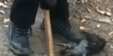 В Днепре школьники издевались над трупом голубя: видео