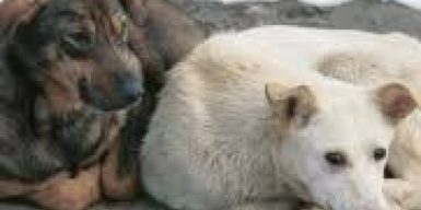 Жители Днепра хотят поставить памятник бездомным животным