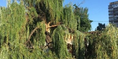 Буря в Днепре уничтожила одно из самых старых деревьев