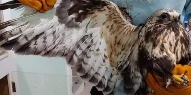 Вслед за сычиком и совой в Днепре спасают канюка: фото
