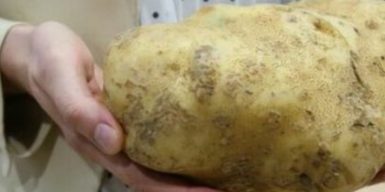 Днепрянам предлагают дешевый картофель