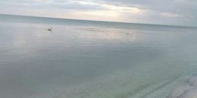 В Кирилловке на центральном пляже появились лебеди: фото