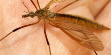 В Днепре активизировались малярийные комары