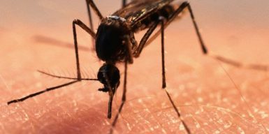 Днепряне просят власти города бороться с комарами