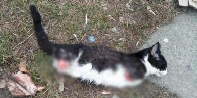 В Днепре живодеры показательно и изощренно убили кота на детской площадке