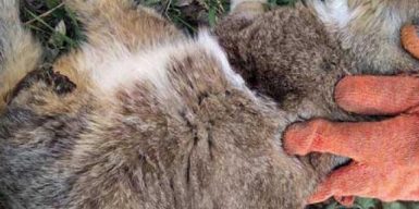 В Днепре зоозащитники спасают котенка с оторванными лапками