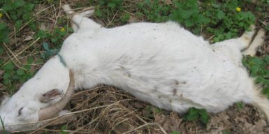 На Игрени живодер забил насмерть чужую козу