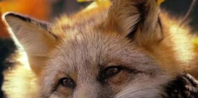 В Днепре лис и енотовидных собак спасают от живодеров