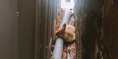 В центре Днепра в зубы собакам попалась лиса Гермиона: фото