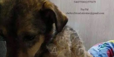 В Днепре спасают истерзанную бездомную собаку: фото