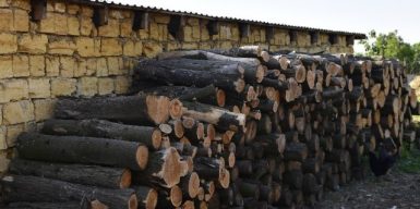 Начальника філії ДП “Ліси України” судитимуть за незаконну вирубку в Нацпарку на Одещині