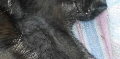 В Днепре женщина жестоко избила безобидную кошку: фото, видео
