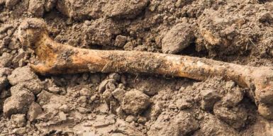 Из днепровской клумбы выкопали человеческие кости: видео