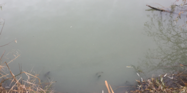 Озеро Курячее в Днепре уже за гранью экологической катастрофы: видео