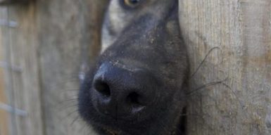В Днепре ищут хозяев роскошным потерявшимся собакам: фото