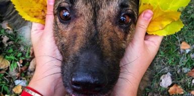 Днепровская собака стала популярной в соцсетях: фото, видео