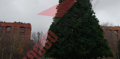 В парке Глобы начали установку новогодней елки: фото