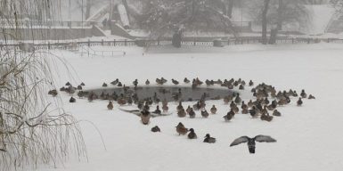 В Днепре в парк Глобы пришла настоящая зимняя сказка: фото
