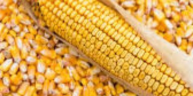 Більш ніж 90 агровиробників Дніпропетровщини отримають насіння кукурудзи від міжнародних партнерів