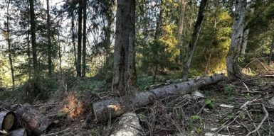 На Закарпатті лісничий отримав підозру за вирубку дерев на понад 3,3 млн грн