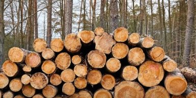 На Львівщині судитимуть ще одного керівника Рава-Руського лісництва за масштабні незаконні рубки на майже 10 млн грн