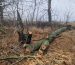 На Дніпропетровщині викрили дві банди «чорних лісорубів»: збитки довкіллю оцінили у 14 млн грн
