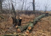 На Дніпропетровщині викрили дві банди «чорних лісорубів»: збитки довкіллю оцінили у 14 млн грн
