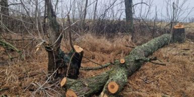 На Дніпропетровщині викрили дві банди «чорних лісорубів»: збитки довкіллю оцінили у 14 млн грн