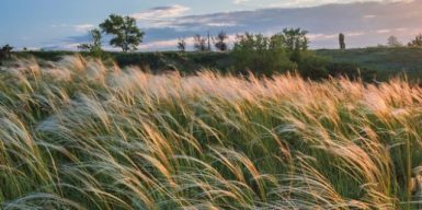 На Дніпропетровщині 300 га земель заповідного фонду незаконно орендували для покосу