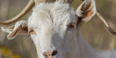 В Днепре иностранцы убивали и ели коз: видео