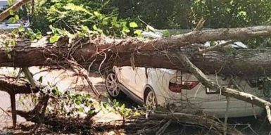 Аварийные деревья в Днепре: куда обращаться, чтобы убрали ветки