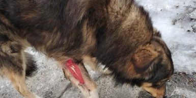 В ветеринарной клинике Днепра спасали собаку с огнестрелом: видео
