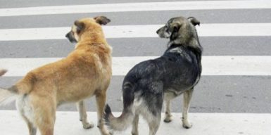В Днепре разыскивают отравителей собак